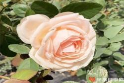 金瓯泛绿月季优缺点分析