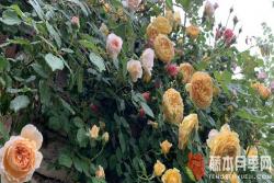 月季秋剪怎么剪(月季秋剪的注意事项)