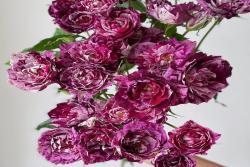 紫虎Purple Tiger