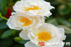 白色蜜蜂乐园Bienenweide White