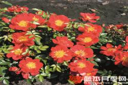 浅红色蜜蜂乐园Bienenweide Hellrot