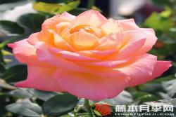 快乐Frohsinn