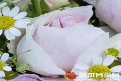 蓝宝石Saphir