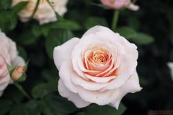 钱多斯美人Chandos Beauty