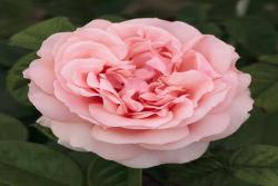 极致浪漫Maxima Romantica