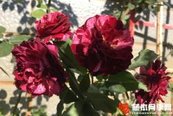 吉普赛女郎