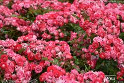 罗茜格兰德罗斯泰Rosige Landdrostei