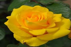 阳光玫迪兰Rayon de Soleil