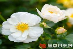 白色蜜蜂乐园Bienenweide White