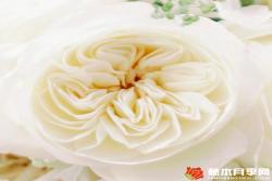 妮罗娜Leonora