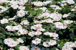 新白绝代佳人® Meiradblaz