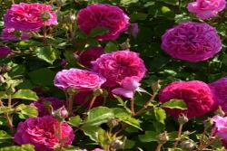 草莓 Fraises