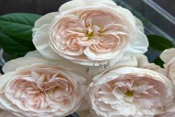 德伦Rosé de Lune