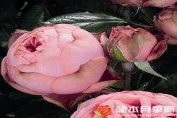 快乐钢琴Happy Piano