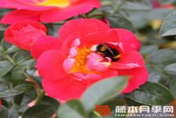 浅红色蜜蜂乐园Bienenweide Hellrot