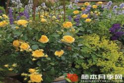 茵卡Inka