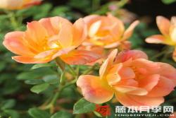 杏色蜜蜂乐园Bienenweide Apricot