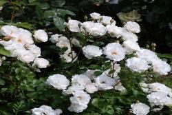 多米尼克·洛伊索 Dominique Loiseau