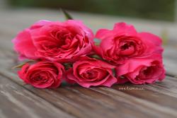艾弗的玫瑰(Lvor's Rose)