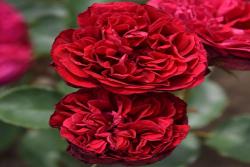 西哈诺Cyrano de Bergerac