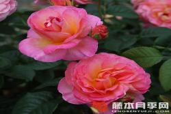 多恩堡城堡玫瑰Dornburger Schlossrose