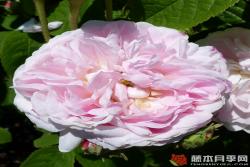 拜耳伊西斯/美女伊希斯 BELLE ISIS
