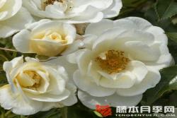 乳白色蜜蜂乐园Bienenweide® Ivory