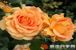 金埃尔莎Goldelse