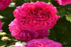 草莓 Fraises
