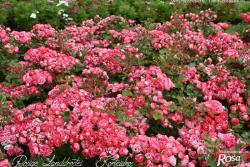 罗茜格兰德罗斯泰Rosige Landdrostei