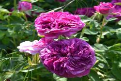 奥古斯塔帕拉蒂娜Augusta Palatina