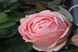娇媚昂热城堡Rose Angers