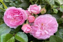 铂金庆典Queen Elizabeth II Rose