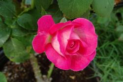 高嘉玫瑰/奇异玫瑰Rose Gaujard