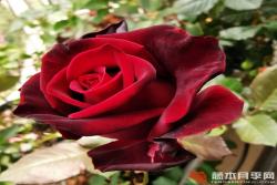 黑金BlackGold