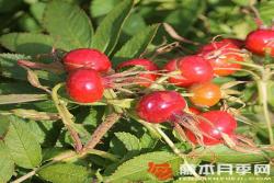阿姆鲁姆Amrum