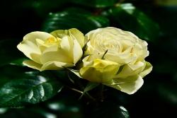 柠檬与青柠 Lemon N Lime