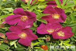蜜蜂之友斯特兰德珀尔Bienenfreund Strandperle