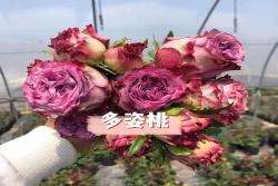 多姿桃Dolcetto