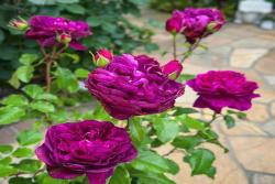 樱桃成熟时Le Temps Des Cerises