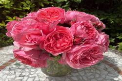 利格·贝莱尔伯爵夫人Comtesse Liger-BelAIr