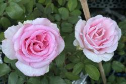甜蜜诉说 Sweet Parole