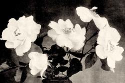 藤本银月Silver Moon