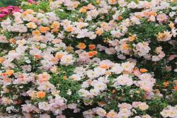 日出玫迪兰 Chinook Sunrise