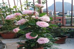 永远的蒙斯特拉(Monte Cristella)