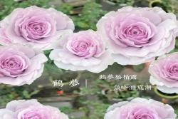 鹤梦