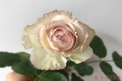 银色蕾丝(Silver Lace)