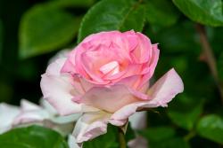 粉色诺言Pink Promise