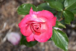 高嘉玫瑰/奇异玫瑰Rose Gaujard