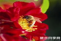 红色蜜蜂乐园Bienenweide Rot